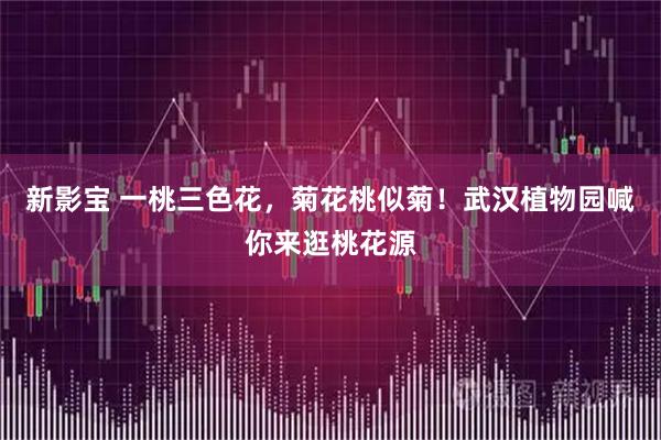 新影宝 一桃三色花，菊花桃似菊！武汉植物园喊你来逛桃花源